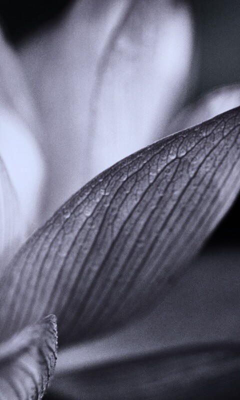 Лепестки цветов обои