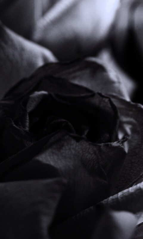 Увядающая роза обои