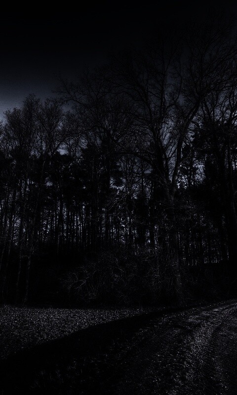 Дорога в лес обои