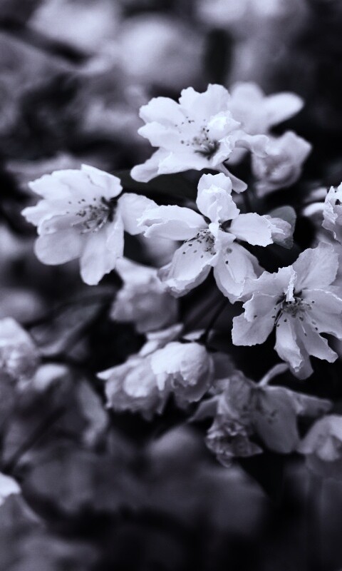 Весенние цветы обои