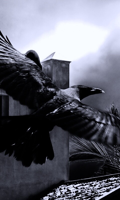 Полёт ворона обои