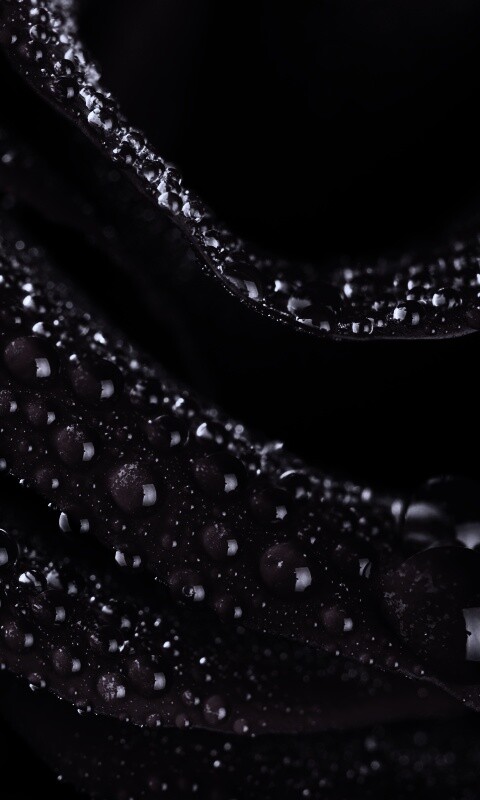 Роза в каплях обои