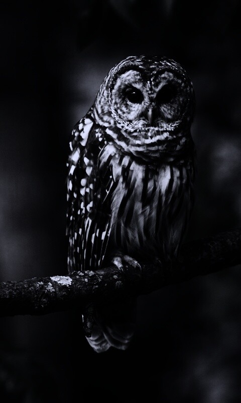 Сова на ветке обои