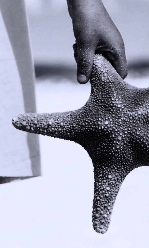 Морская звезда в руке обои