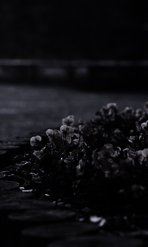 Красивая цветочная клумба обои