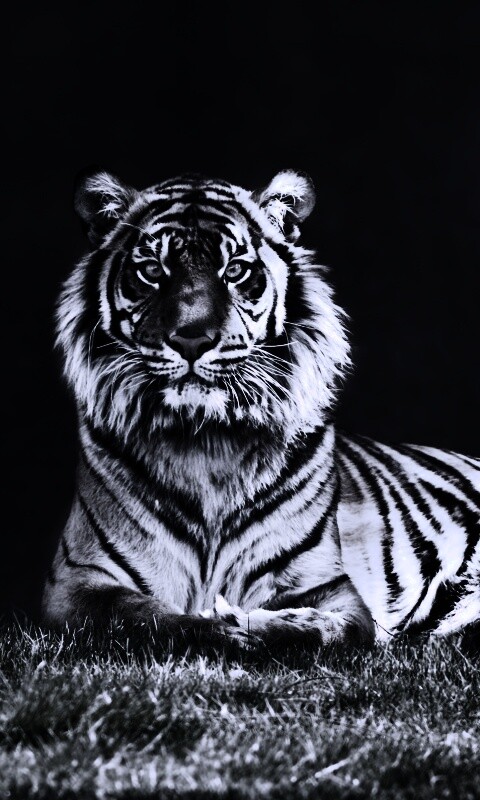 Величественный тигр обои