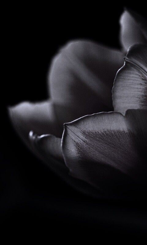 Тюльпаны в темноте обои