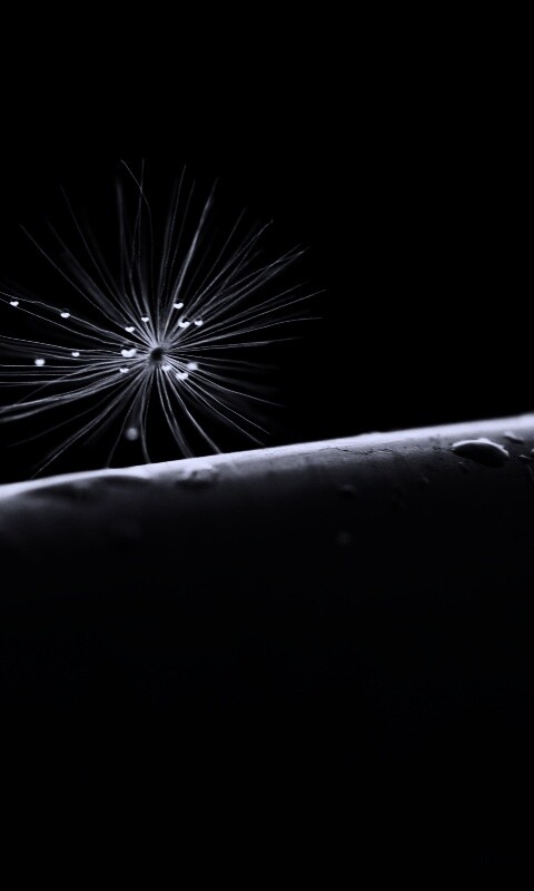 Прилипшая пушинка обои