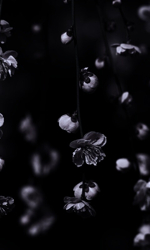 Веточки цветущего дерева обои