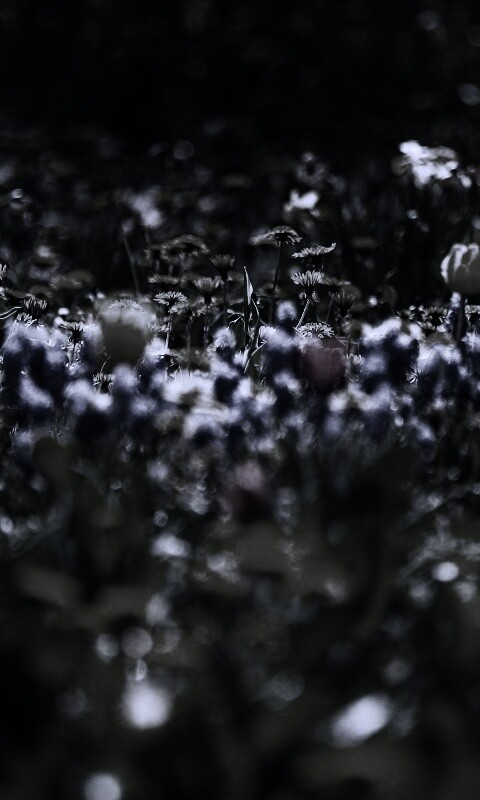 Все краски весны обои