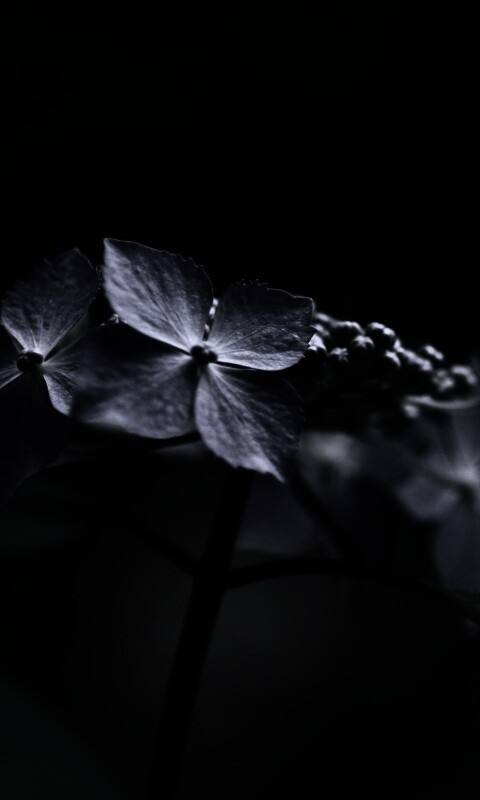 Нежно-синие цветы обои