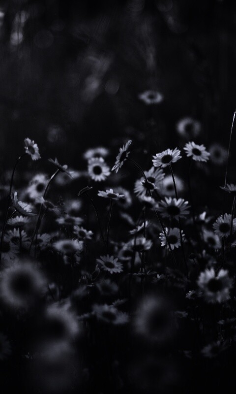 Поле ромашек обои