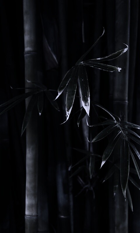 Бамбуковая стена обои