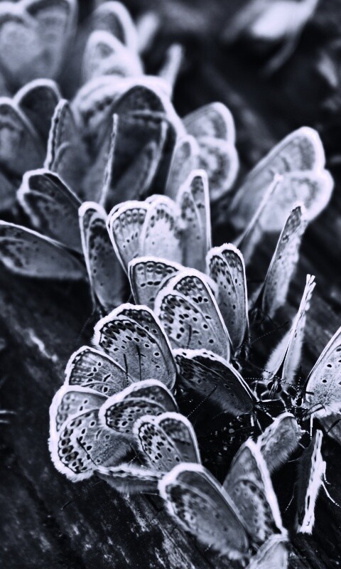 Голубые бабочки обои