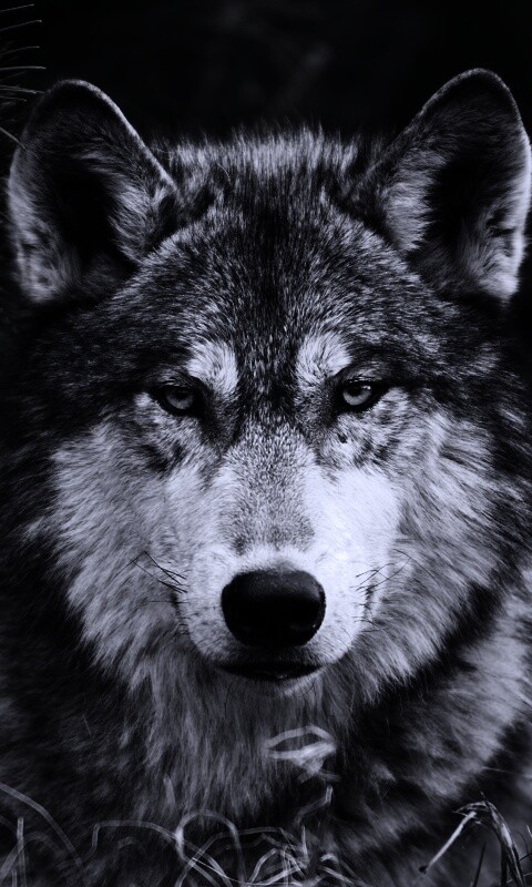 Угрюмый волк обои