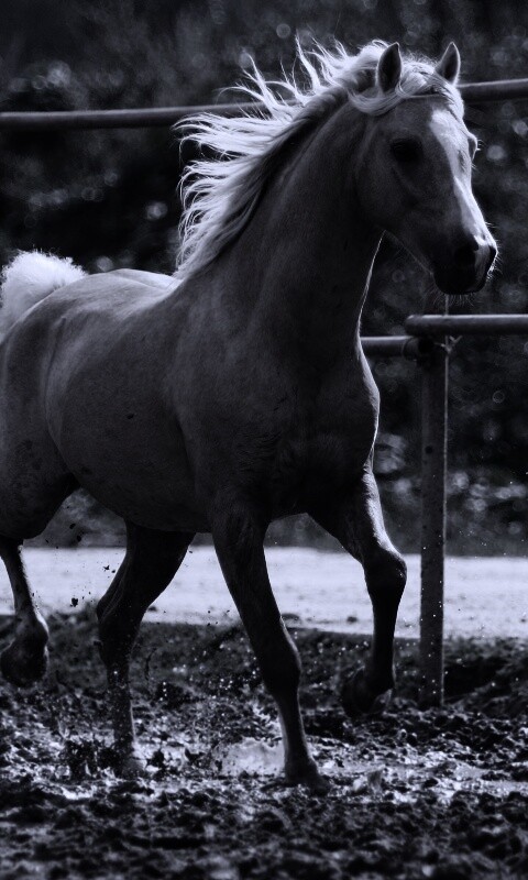 Молодая лошадь в загоне обои