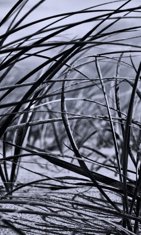 Трава на песке обои