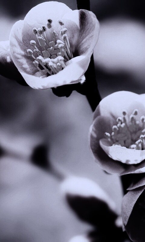 Великолепный цветок обои