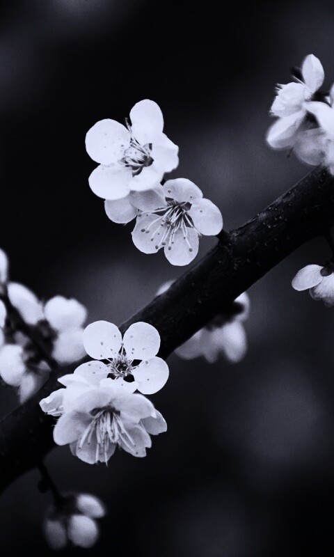 Ветка сакуры обои