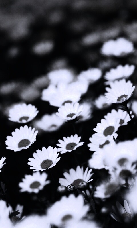 Ромашковое поле обои