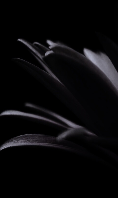 Гербера обои