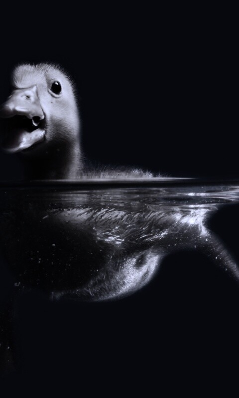 Утёнок в воде обои