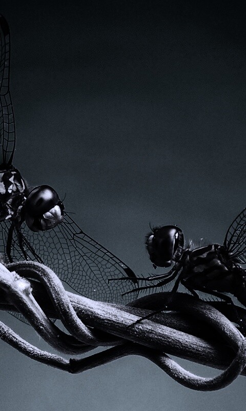 Две стрекозы обои