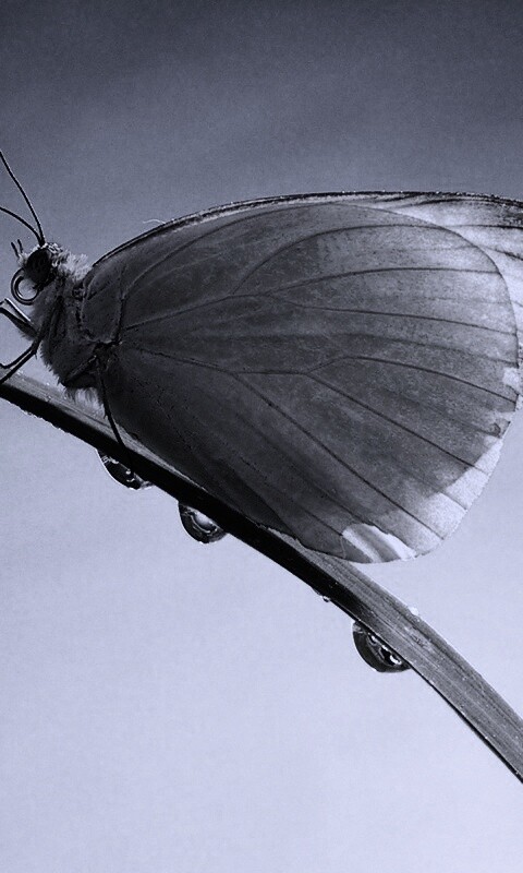 Жёлтая бабочка на стебельке обои