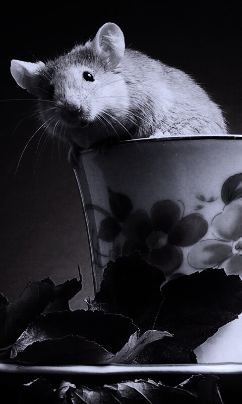 Мышонок выбирается из чашки обои