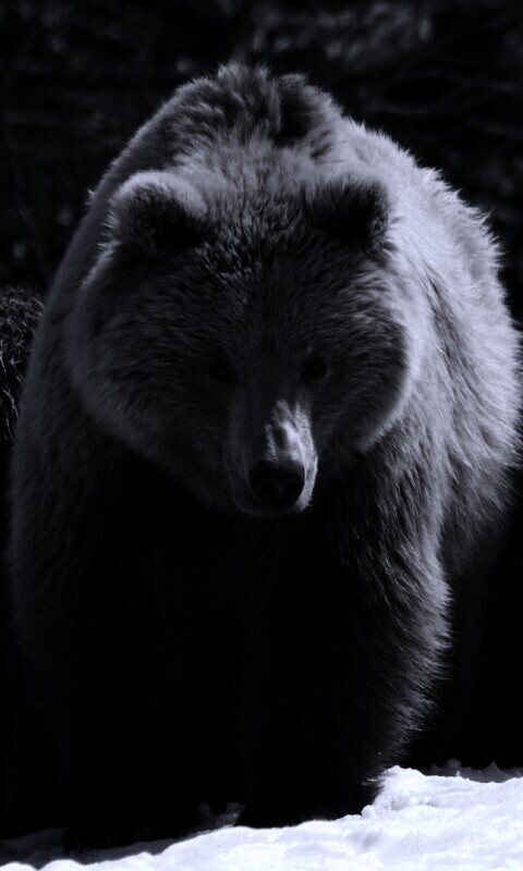 Три медведя обои