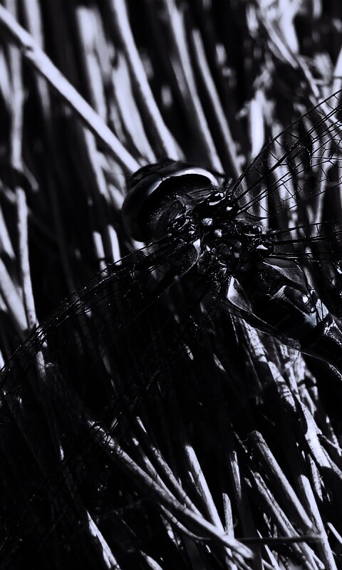 Стрекоза на сене обои