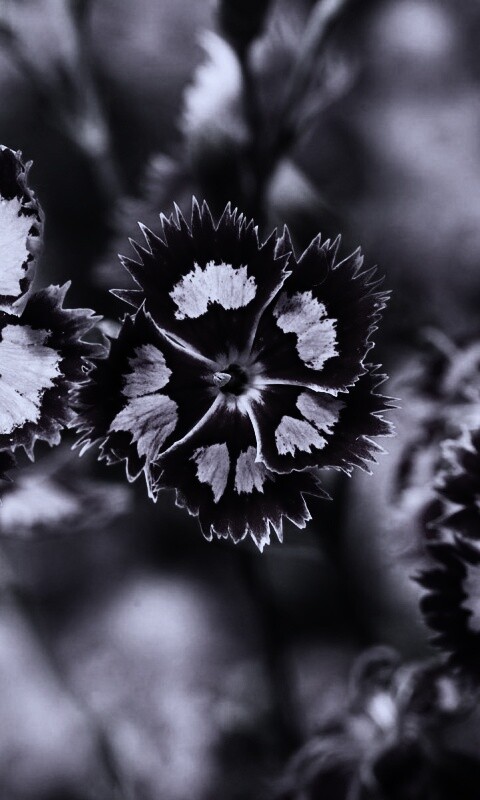 Неизвестные науке цветы обои