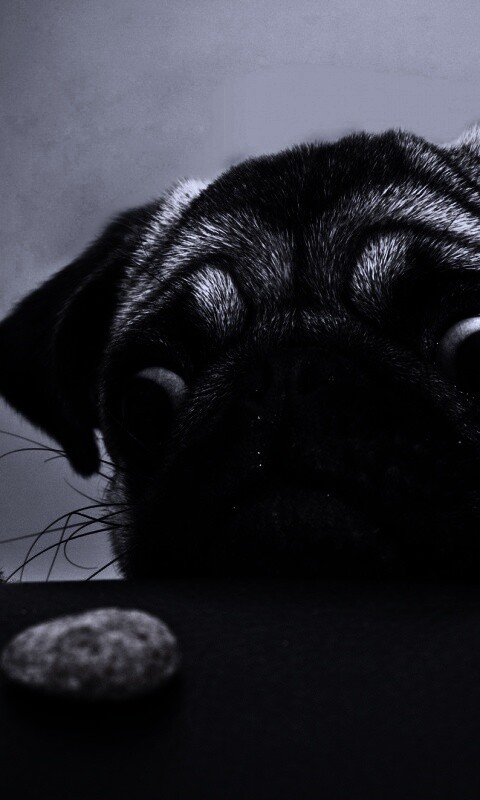 Собака нашла печеньку обои