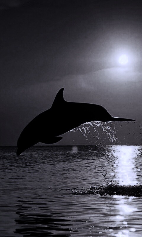 Дельфины выпрыгивают из воды обои