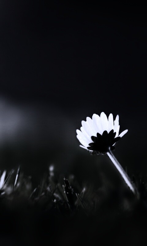 Цветок на траве обои