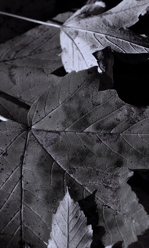 Осенние листья обои