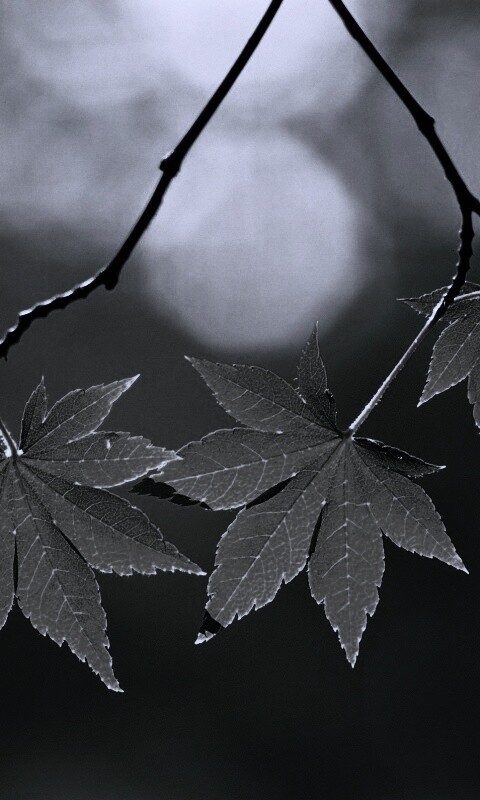 Зелёные листья обои