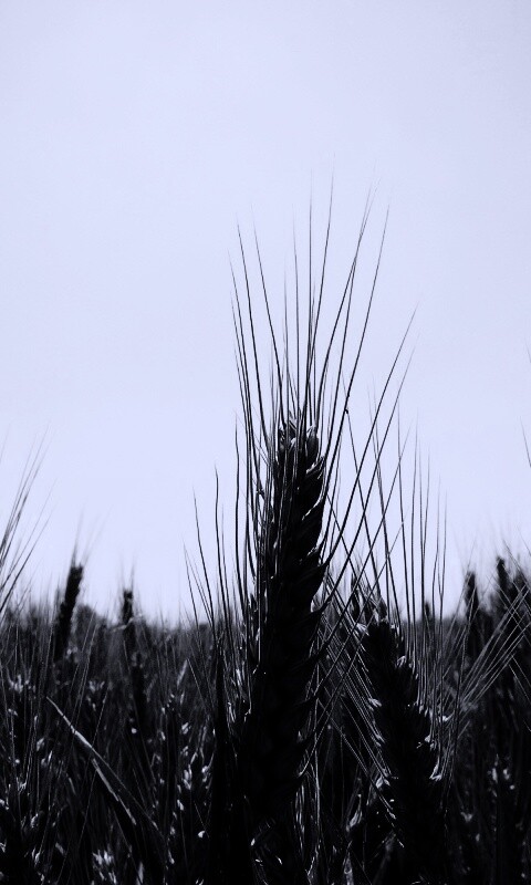 Колосья в поле обои