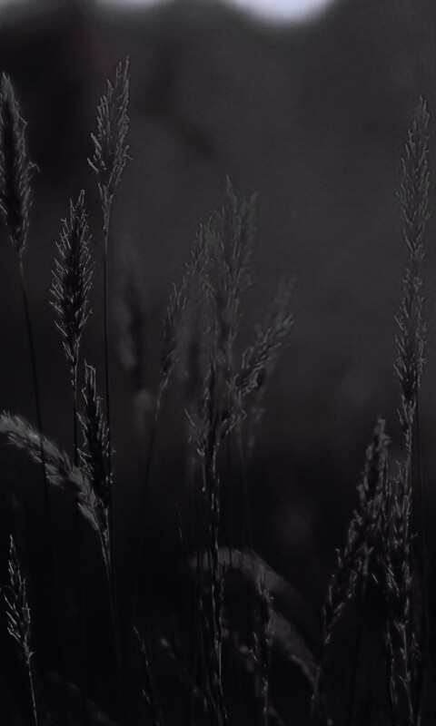 Солнечная трава обои