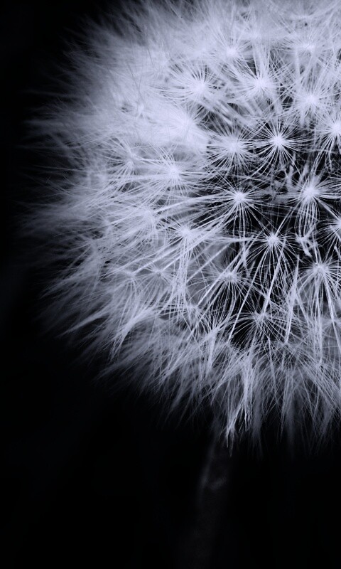 Одуванчик обои