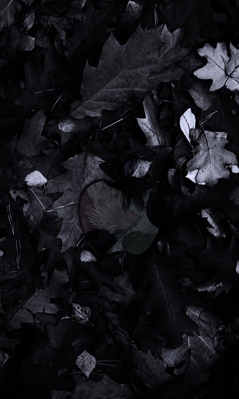 Яблоко в листьях обои