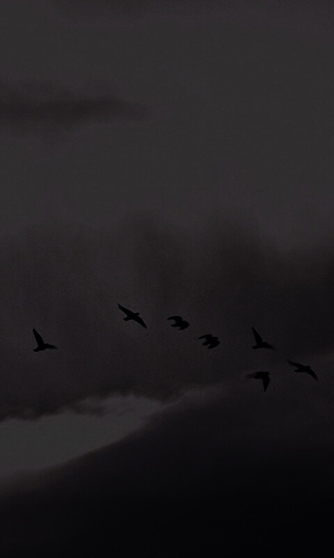 Птицы летят в закатном небе обои