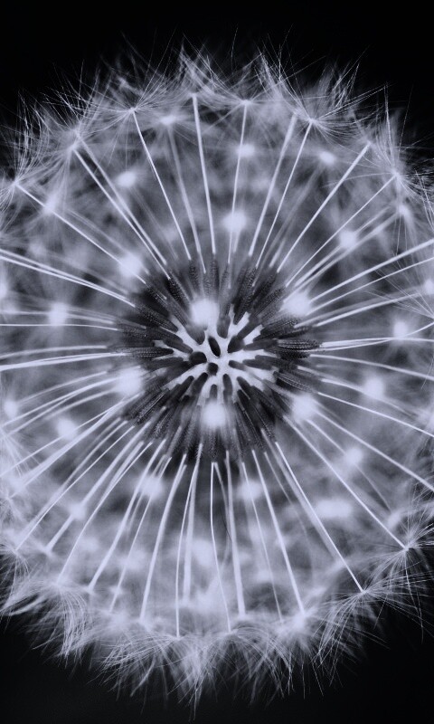 Макро фотография одуванчика обои