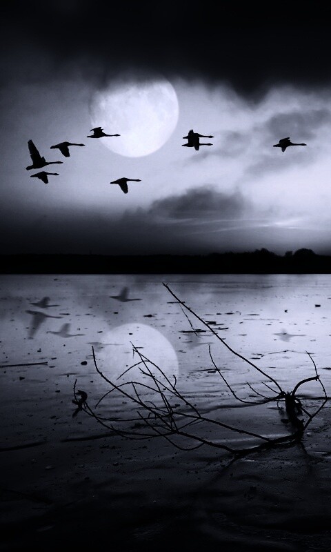 Полет птиц над озером обои