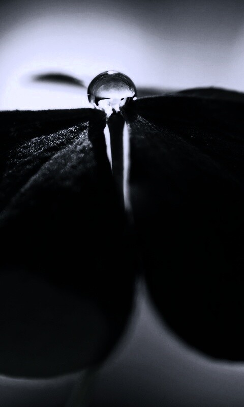 Зеленые листики и капелька воды обои