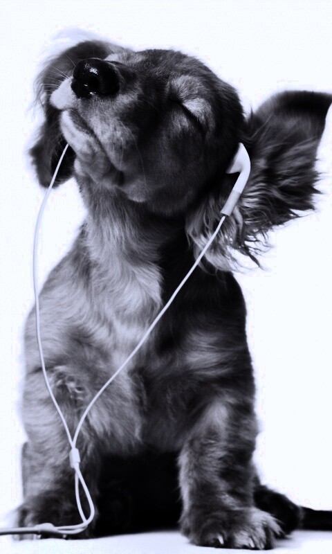 Щенок в наушниках обои