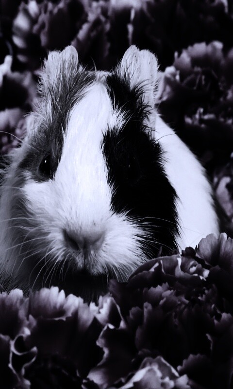 Морские свинки в гвоздиках обои