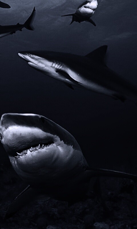 Стая акул обои