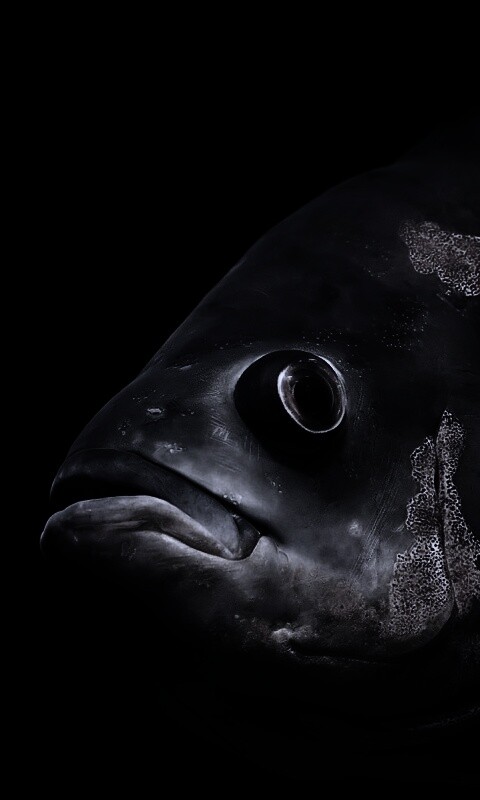 Глубоководный окунь обои