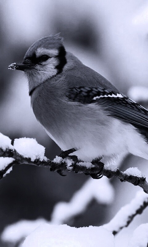 Маленькая синяя птичка обои